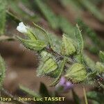 Nonea echioides Fruto