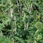 Echinops sphaerocephalus Habit