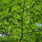Acer saccharum Liść