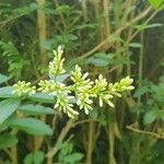 Ligustrum ovalifoliumКветка