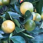 Citrus japonica Плод