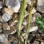 Stipellula capensis Ffrwyth