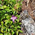 Rhododendron dauricum Flower