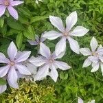 Clematis × jackmanii Blomst