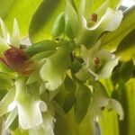 Calyptrochilum christyanum Flor