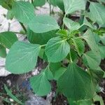 Acalypha indica Blad