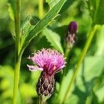 Serratula tinctoria Flors
