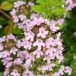 Thymus longicaulis 花