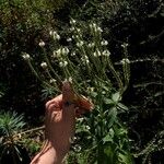 Verbena urticifolia 花