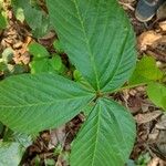 Flemingia macrophylla 葉