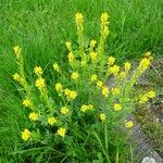 Barbarea stricta Habit