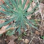 Euphorbia seguieriana Leaf