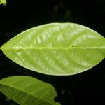 Heisteria acuminata Ліст