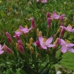 Centaurium littorale Kwiat