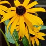 Rudbeckia fulgida অভ্যাস