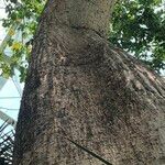 Ceiba chodatii Bark