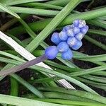 Muscari botryoides Flower