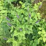 Scutellaria altissima Natur