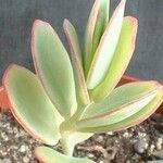 Kalanchoe marnieriana Folha