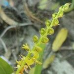 Bulbophyllum sandersonii Flor