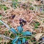 Chimaphila umbellata Frucht