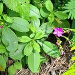 Talinum fruticosum Habit