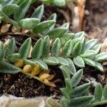 Oxytropis campestris Hábito