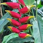 Heliconia rostrata Çiçek