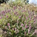 Teucrium marumफूल