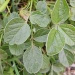 Bituminaria bituminosa Leaf