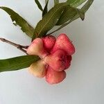 Syzygium samarangense Fruct