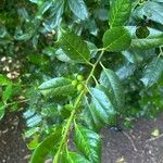 Ilex cornutaLeaf