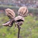 Hibiscus syriacus Frukto