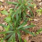 Vernonia gigantea Leaf
