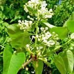 Syringa vulgaris Цветок