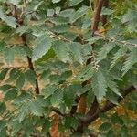 Zelkova sicula Leaf