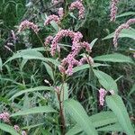 Persicaria lapathifoliaപുഷ്പം