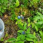 Vaccinium angustifolium Blad