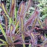 Drosera capensis Blad