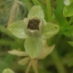 Sagina procumbens Плід