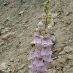 Penstemon palmeri Flor