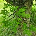 Celtis tenuifolia Yaprak