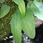 Hieracium prenanthoides Leaf