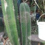 Isolatocereus dumortieri Hábito