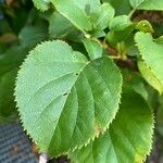 Hydrangea petiolarisLeaf