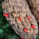 Magnolia grandiflora Fruit