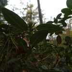 Rhododendron oreotrephes Folha