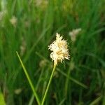 Carex brizoides 花