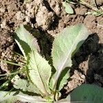 Sonchus asperHostoa