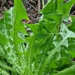 Taraxacum campylodes Hoja